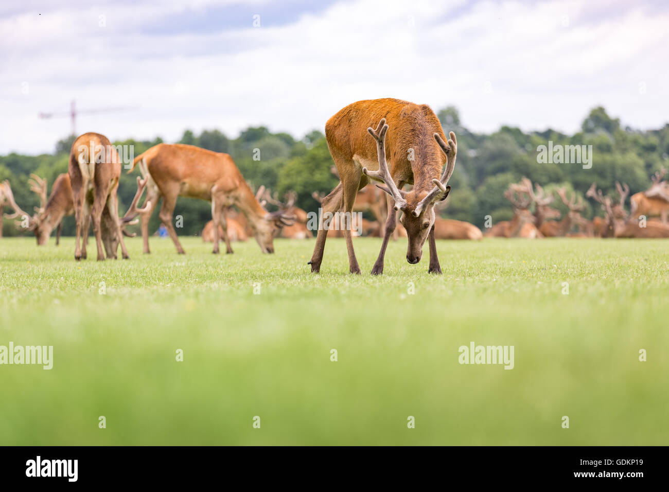 Reh im Richmond Park, London, UK an einem sonnigen Sommertag Stockfoto