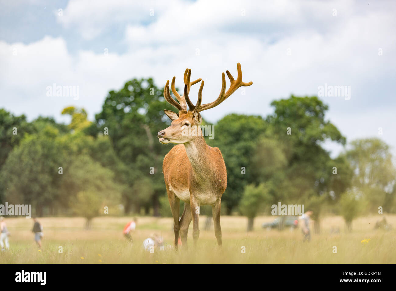 Reh im Richmond Park, London, UK an einem sonnigen Sommertag Stockfoto