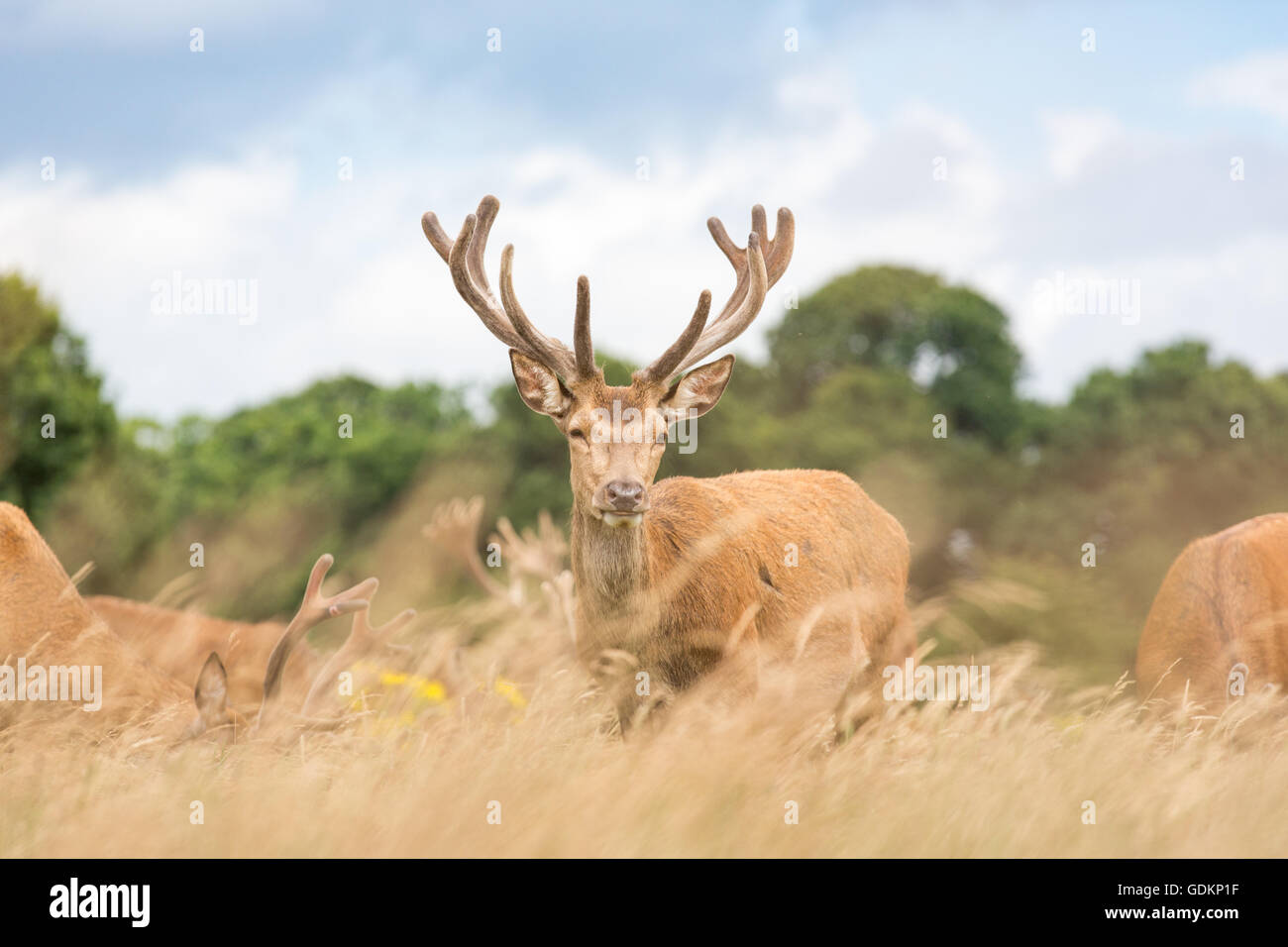 Reh im Richmond Park, London, UK an einem sonnigen Sommertag Stockfoto
