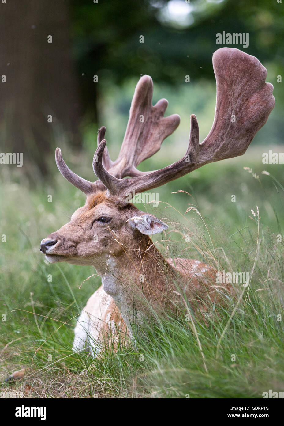 Reh im Richmond Park, London, UK an einem sonnigen Sommertag Stockfoto