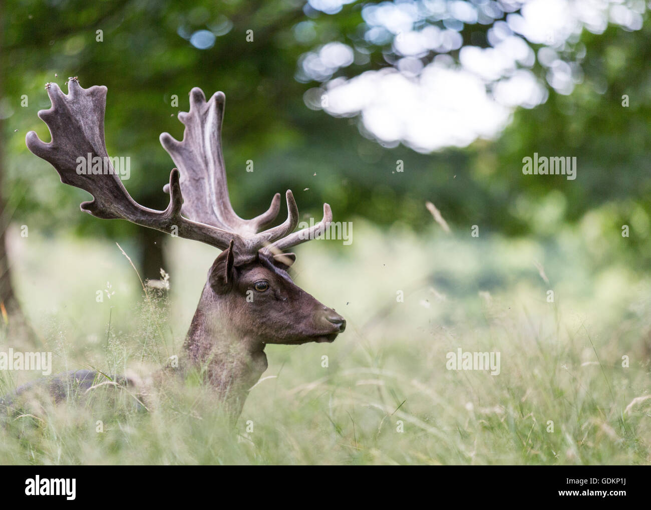 Reh im Richmond Park, London, UK an einem sonnigen Sommertag Stockfoto