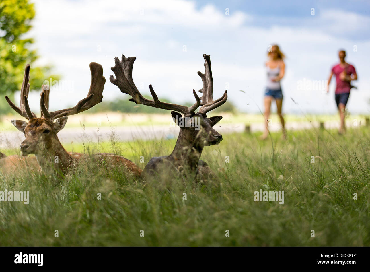 Reh im Richmond Park, London, UK an einem sonnigen Sommertag Stockfoto