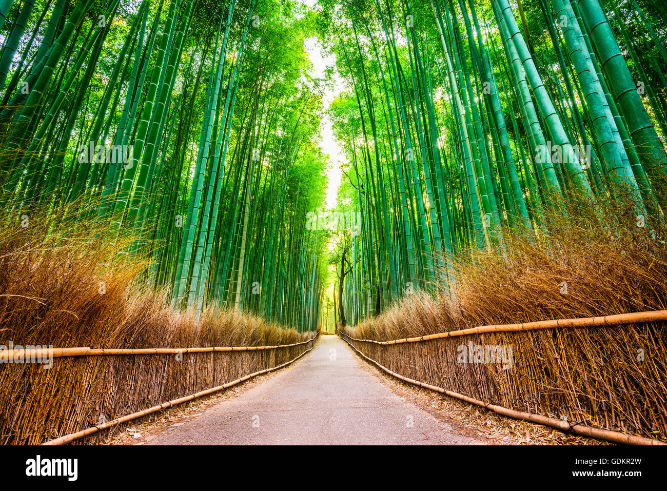 Bambus Wald von Kyoto, Japan. Stockfoto