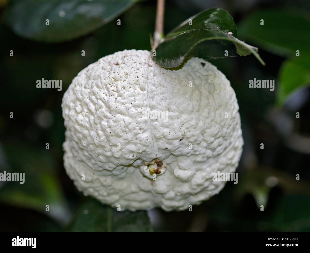 Exobasidium camelliae Fotos und Bildmaterial in hoher Auflösung Alamy