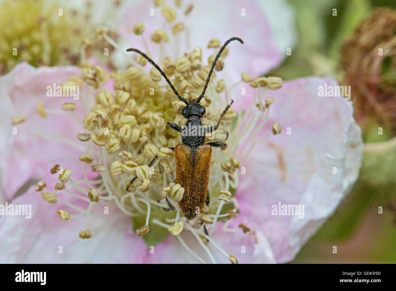Fee-Ring Longhorn Beetle Fütterung auf Brombeere Blüte Stockfoto