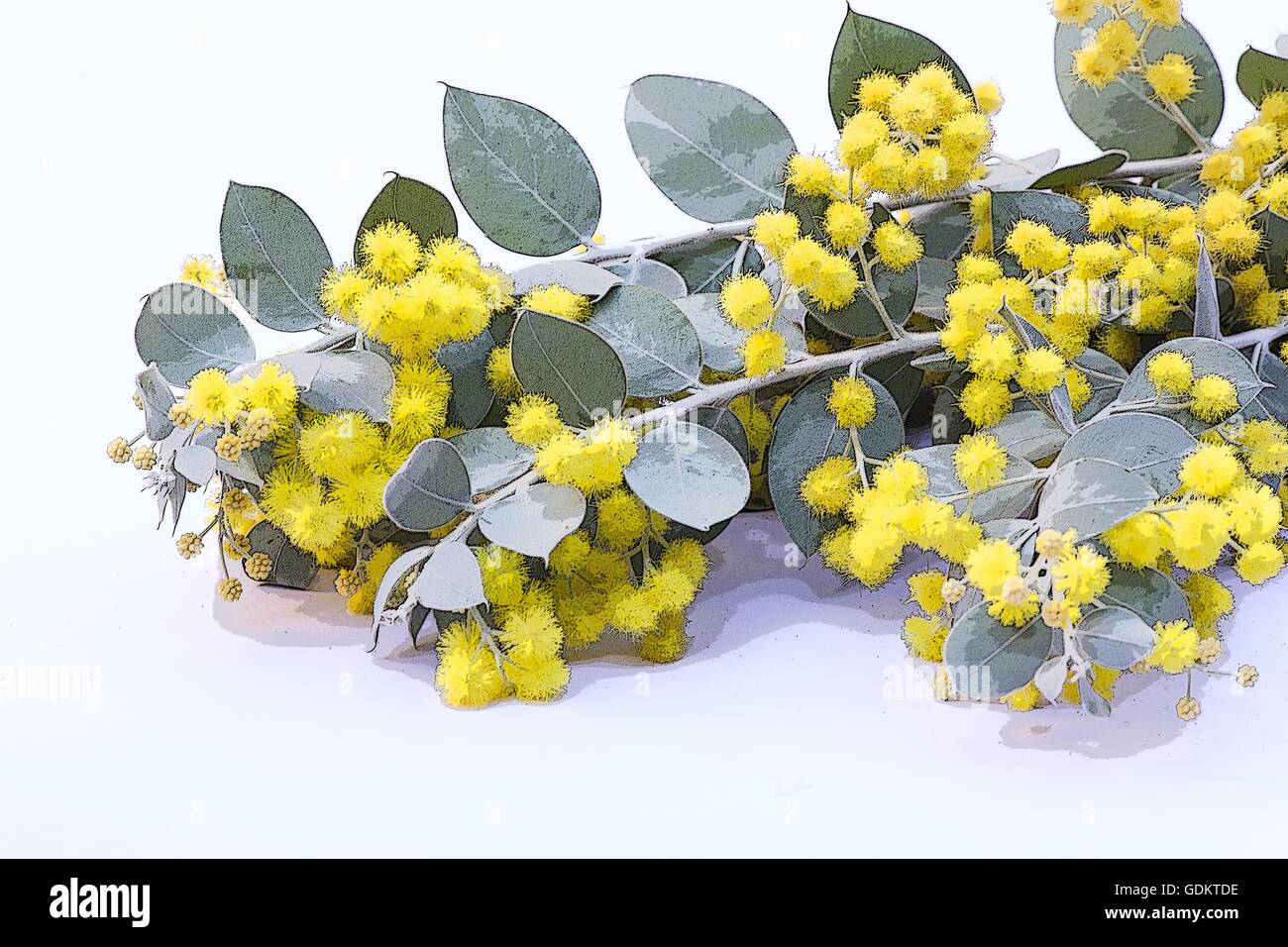 Perle Akazie (Acacia Podalyriifolia) Blumen auf weißem Hintergrund Stockfoto