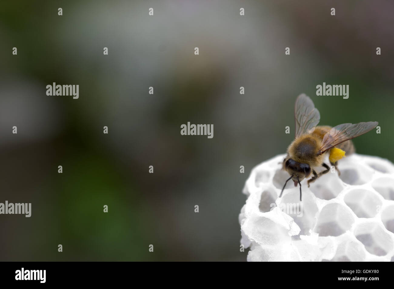 Honigbiene auf weißen Waben mit Zunge heraus Stockfoto
