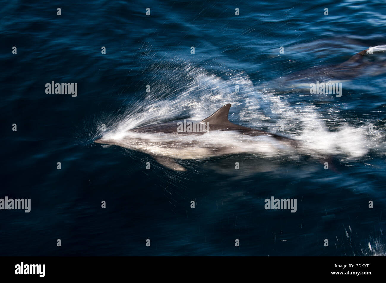 Langem Schnabel gemeinsame Dolphin Pazifik, Baja California, Mexiko Stockfoto