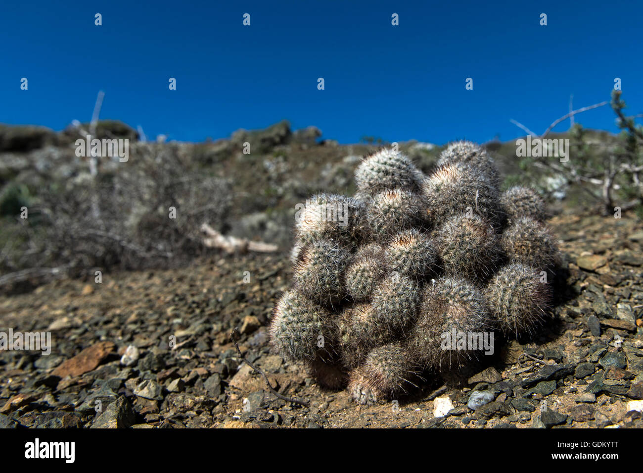 Cholla Cactus (Cylindropuntia Fulgida) San Benito, Baja California, Mexiko Stockfoto