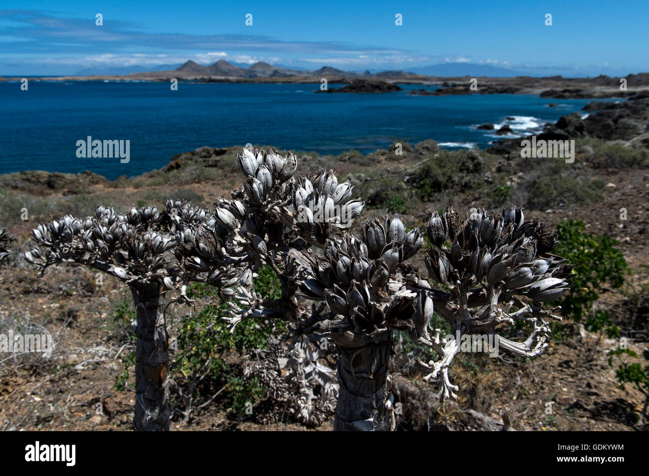 Küste und Vegetation San Benito, Baja California, Mexiko Stockfoto