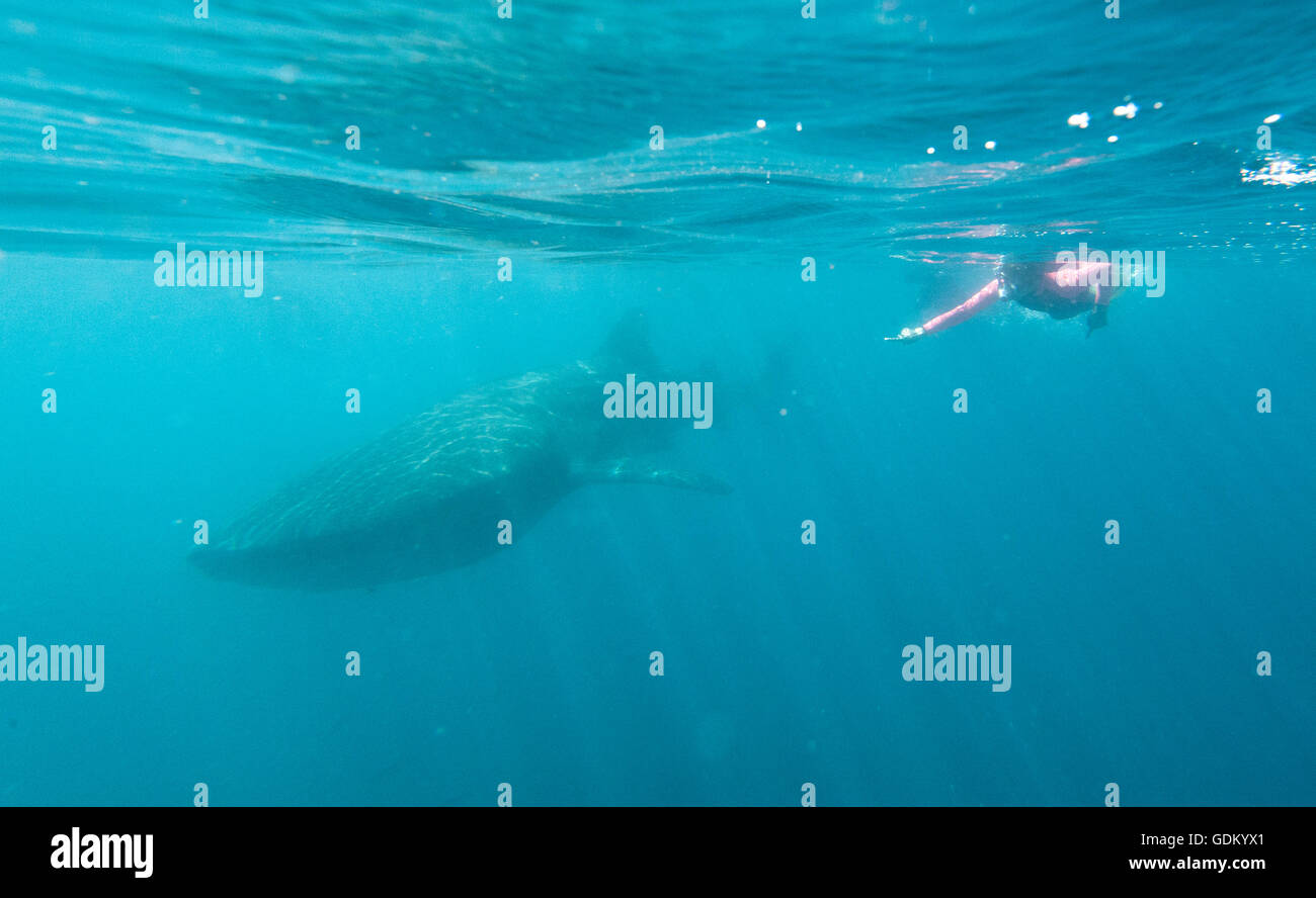 Whale Shark (Rhincodon Typus) mit Touristen auf der einen Seite La Paz, Baja California, Mexiko Stockfoto