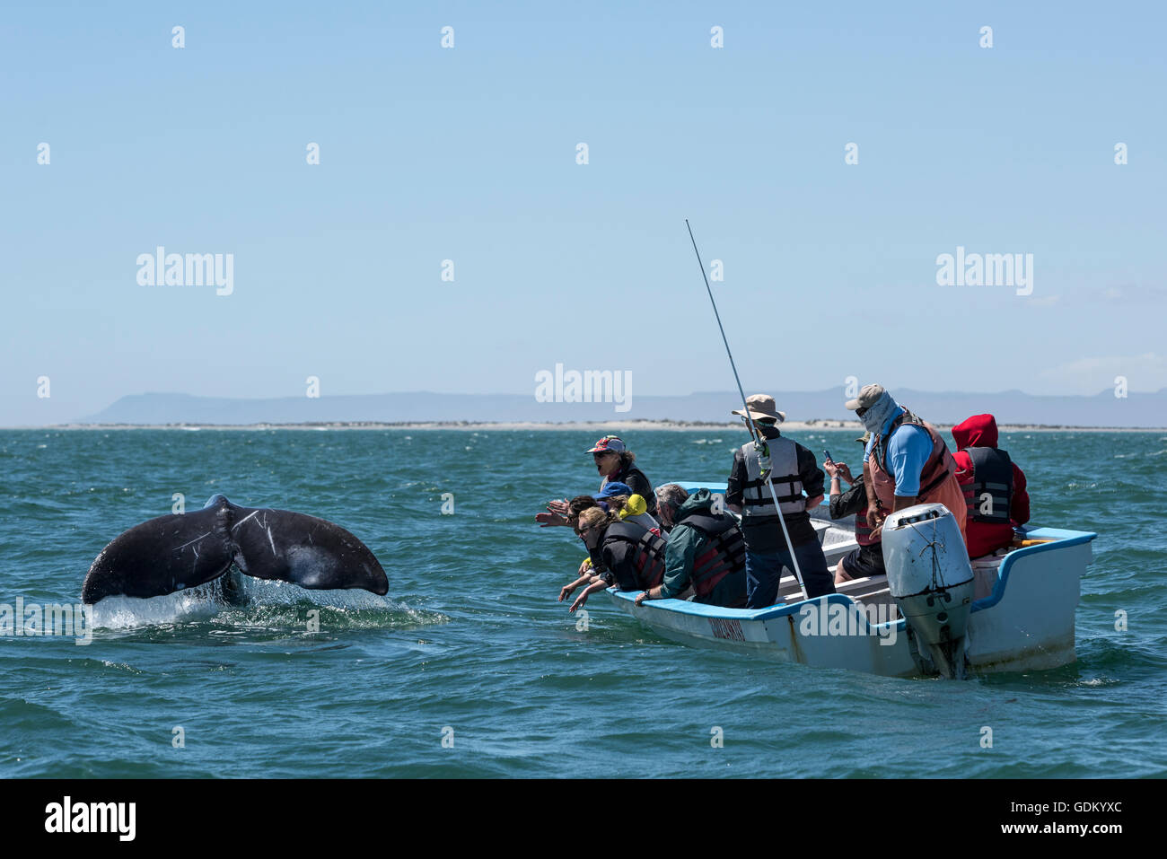 Touristenboot und Grauwal Kalb (Eschrichtius Robustus) San Ignacio Lagune, Baja California, Mexiko Stockfoto