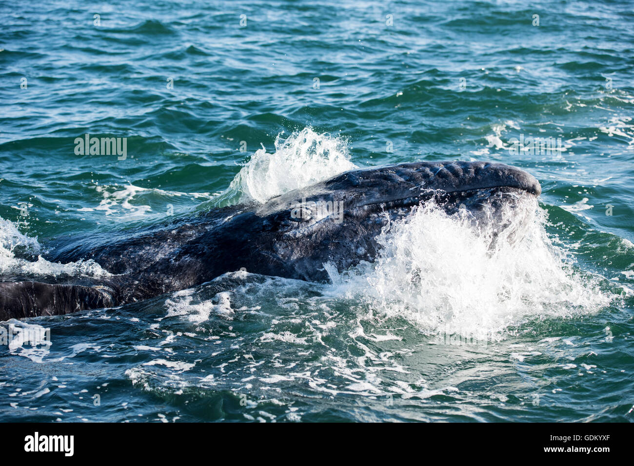 Grauwal Kalb (Eschrichtius Robustus) San Ignacio Lagune, Baja California, Mexiko Stockfoto