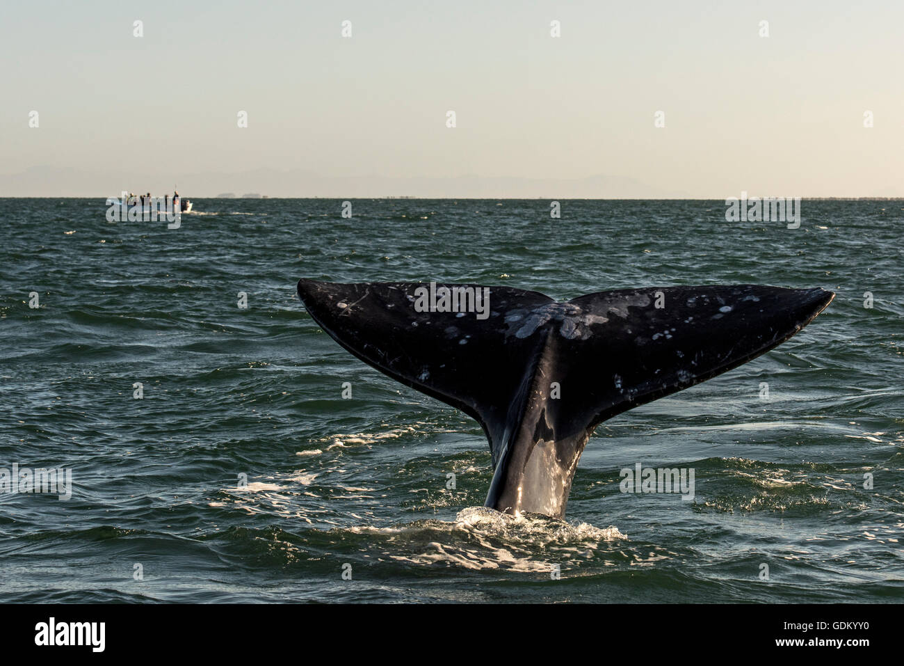 Grauwal (Eschrichtius Robustus) Fluke mit Boot im Hintergrund Lagune San Ignacio, Baja California, Mexiko Stockfoto