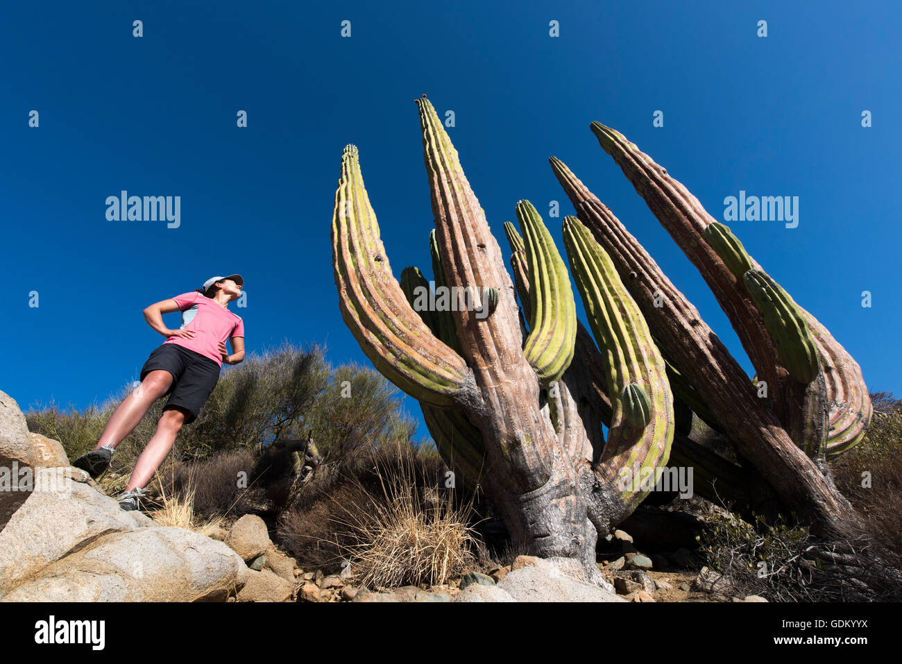 Junge Frau mit einem Kaktus Santa Catalina Island, Baja California, Mexiko Stockfoto