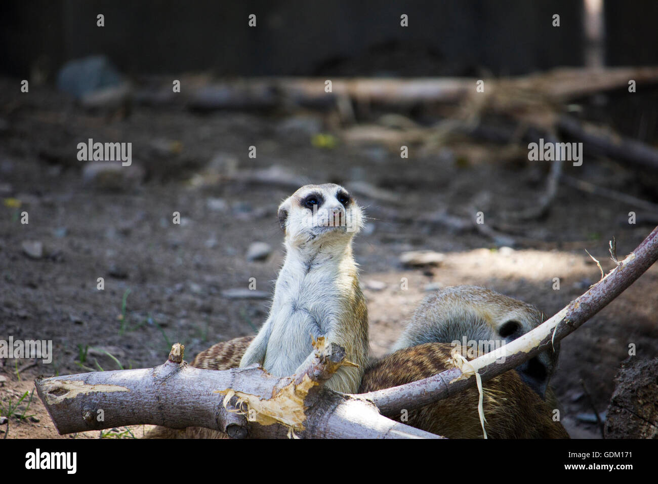 Erdmännchen Wache Stockfoto