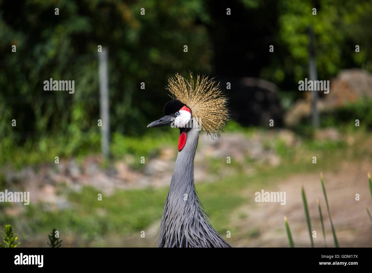 Grey gekrönt Kran Stockfoto