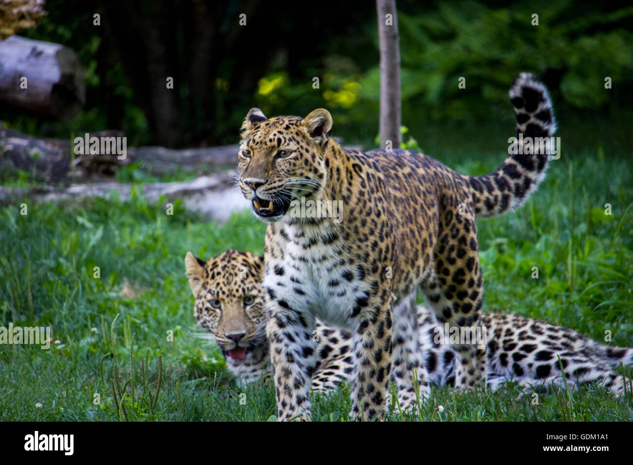 Amur Leoparden spielen Stockfoto