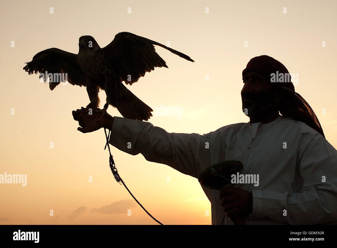 Falconnery in Dubai, Dubai, Vereinigte Arabische Emirate. Stockfoto