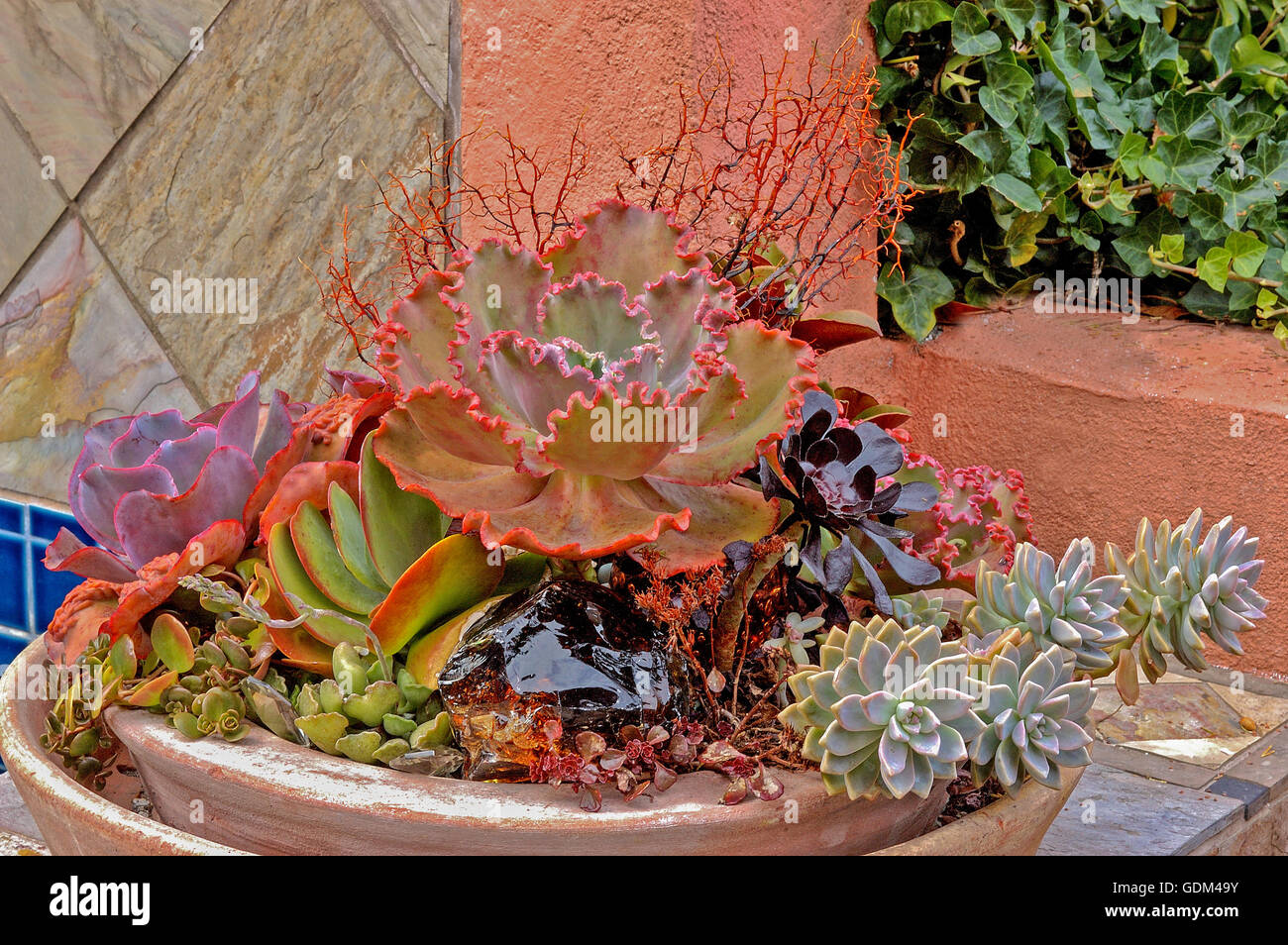 Untertasse mit Sukkulenten bepflanzt: Echeveria, Aeonium, Kalanchoe, Stockfoto