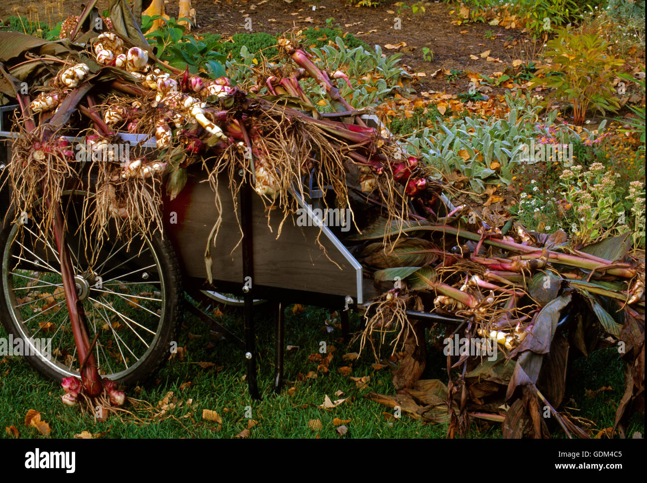 Schubkarre voller Canna Wurzeln, Herbst Graben und Teilung Stockfoto