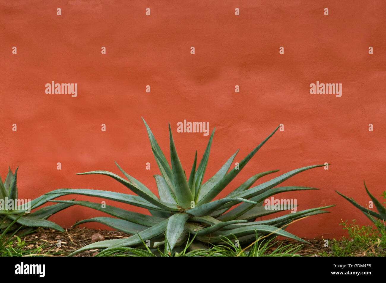 Aloe gegen orange Stuck Stockfoto