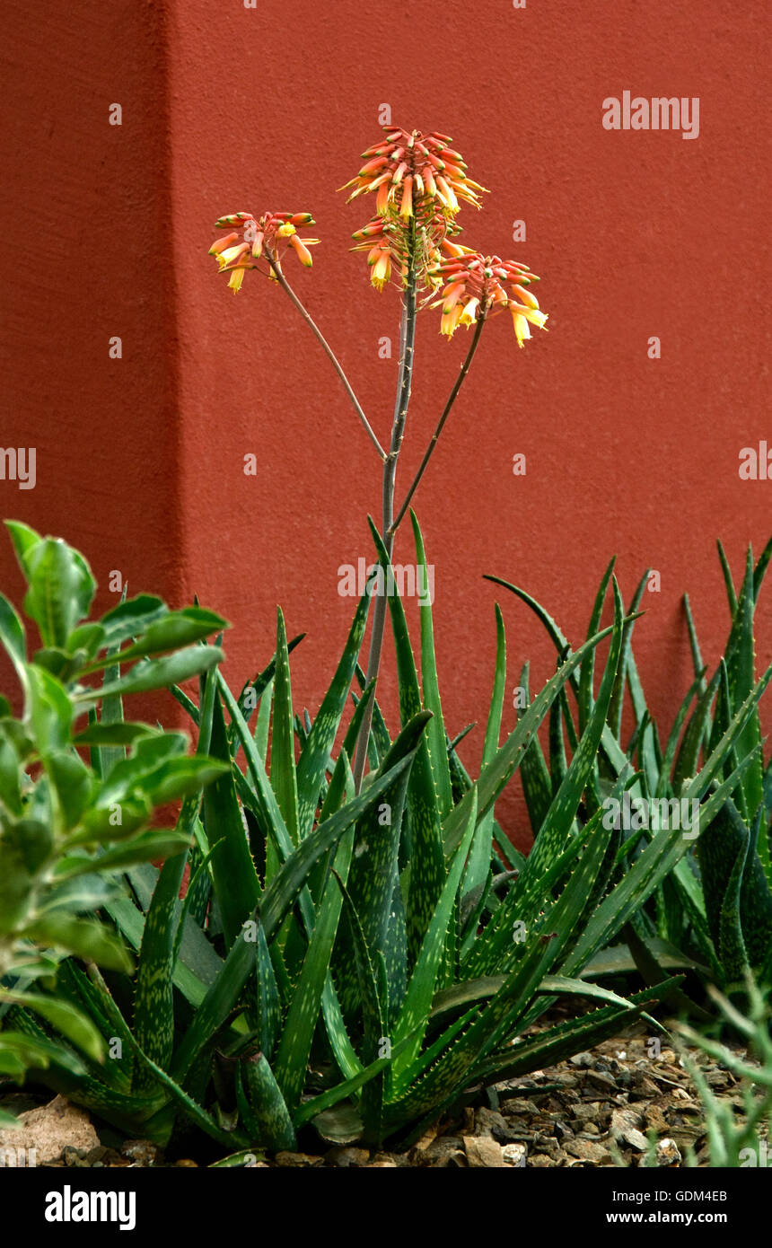 Aloe in der Blüte gegen orange Stuck, Stockfoto