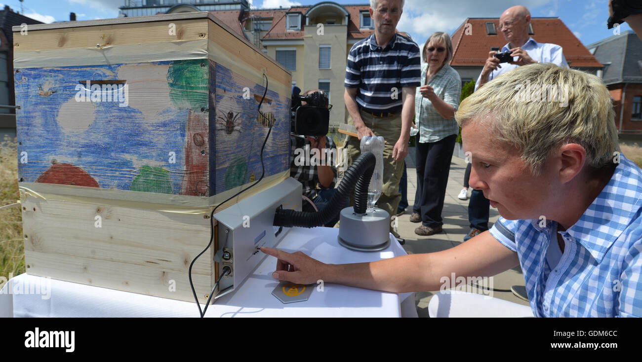 Stuttgart, Deutschland. 18. Juli 2016. Imker Maren Schwarz schaltet eine "Biene-Sauna" in einem Bienenstock in Stuttgart, Deutschland, 18. Juli 2016. Unter der Hitze der Biene stirbt Sauna Hitze empfindlich Parasit Varroa Destructor. Foto: Franziska Kraufmann/Dpa/Alamy Live News Stockfoto