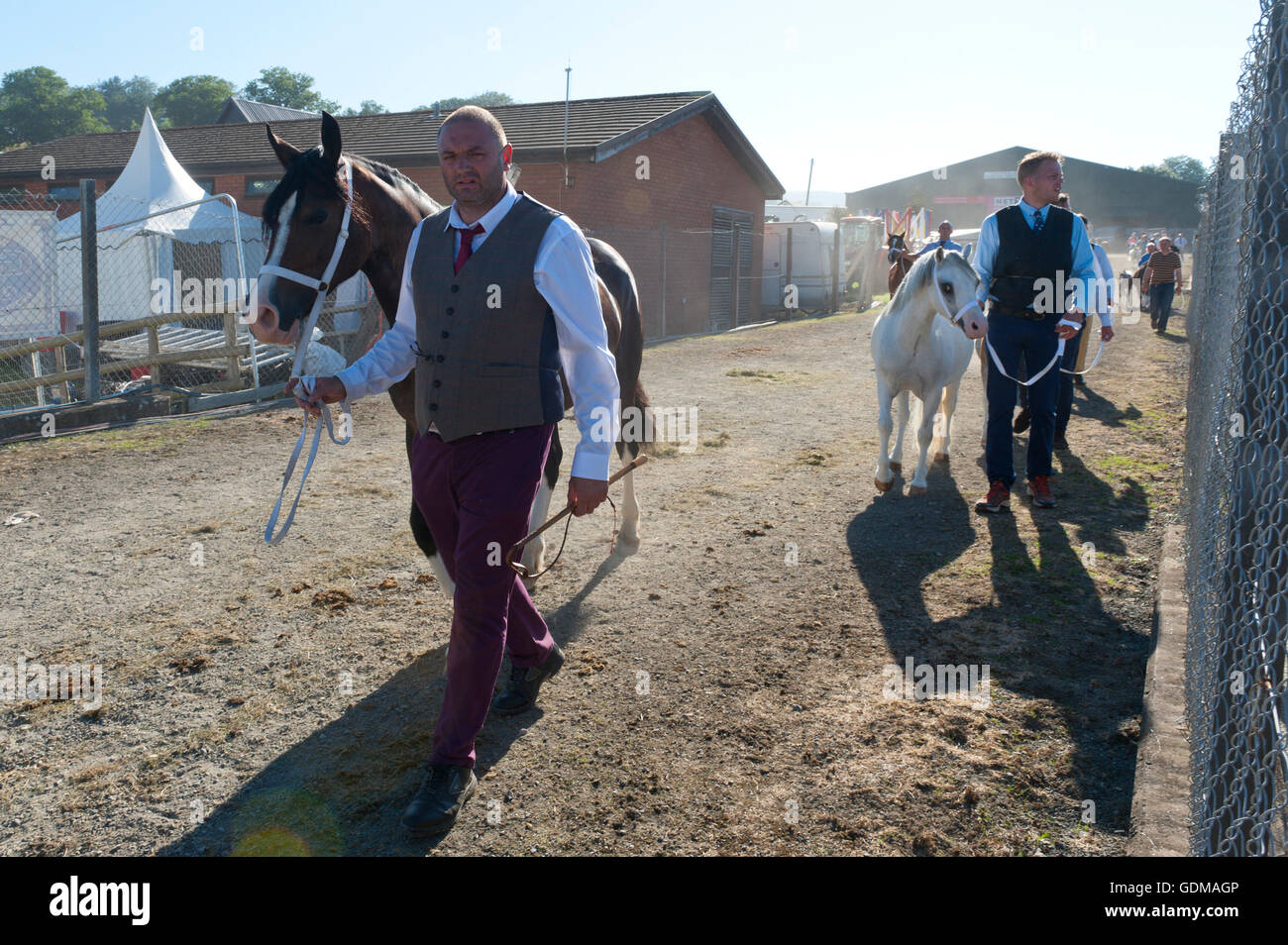 Llanelwedd, Powys, UK. 19. Juli 2016. Aussteller bringen ihre Pferde für die Beurteilung im Ehrenring am 2. Tag von der Royal Welsh Agricultural Show 2016 mit Prognosen der Temperaturen in den hohen 20 Grad Celsius. Bildnachweis: Graham M. Lawrence/Alamy Live-Nachrichten. Stockfoto