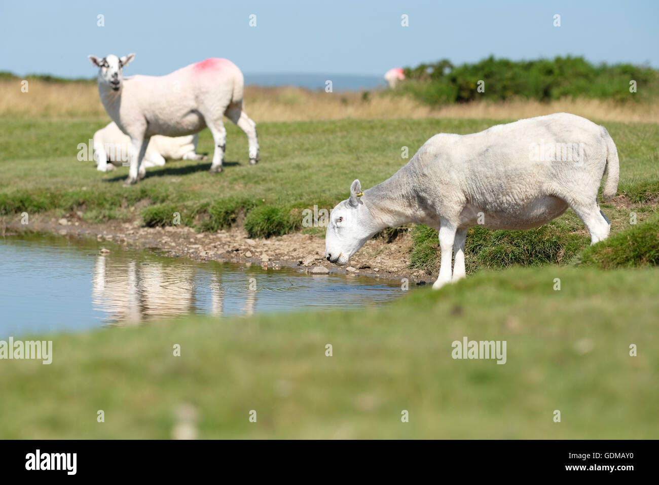 Hergest Ridge, Herefordshire, England Juli 2016 - Schafe trinken aus einem flachen Pool hoch oben am Hergest Ridge (426m Höhe), wie sie kämpfen, um am heißesten Tag des Jahres so weit kühl zu bleiben. Lokale Temperatur von 30 ° c werden heute in der Region erwartet.  Hergest Ridge liegt an die Grenze zwischen Herefordshire und Powys, England und Wales. Stockfoto