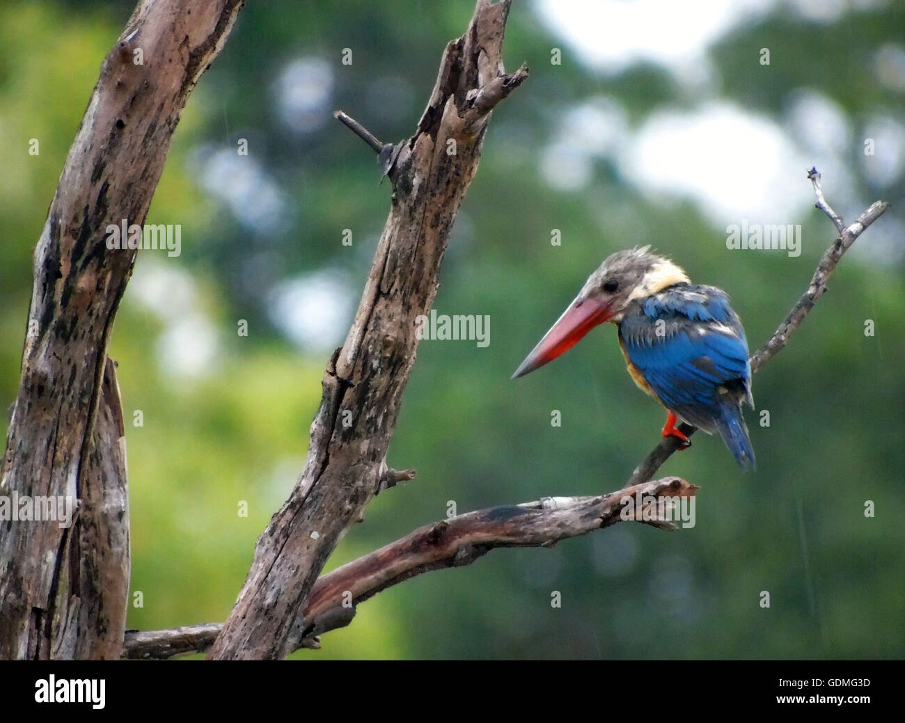 Bintan, Indonesien. 20. Juli 2016. Der Storch-billed Eisvogel (Pelargopsis Capensis) Barsch auf alten Baum am 20. Juli 2016 in Bintan, Riau Insel Provinz, Indonesien gesehen. Der Storch-billed Eisvogel ist ein Baum-Eisvogel, die in den tropischen indischen Subkontinent und Südostasien, von Indien bis Indonesien weit verbreitet aber dünn verteilt wird. Diese Eisvogel ist ein Standvogel, während seiner Strecke. Es ist ein sehr großer Eisvogel, 35 bis 38 cm (14 bis 15 Zoll) in der Länge messen. Der Erwachsene hat einen grünen Rücken, blaue Flügel und Schweif und grauen Kopf. © ZUMA Press, Inc./Alamy Live News Stockfoto