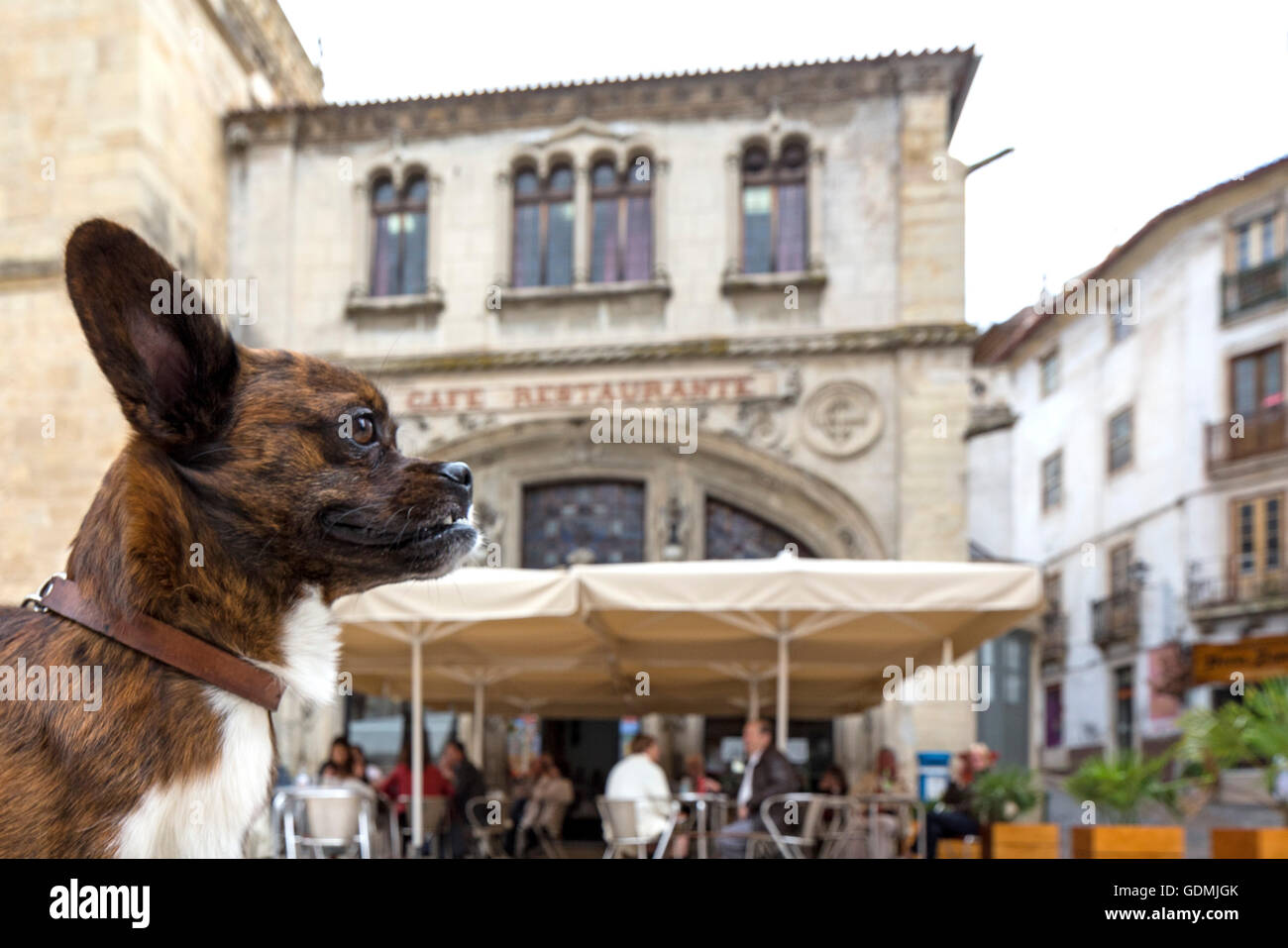 Hund vor einem Bürgersteig Café, Coimbra, Coimbra District, Portugal, Europa, Reisen, Reise-Fotografie Stockfoto