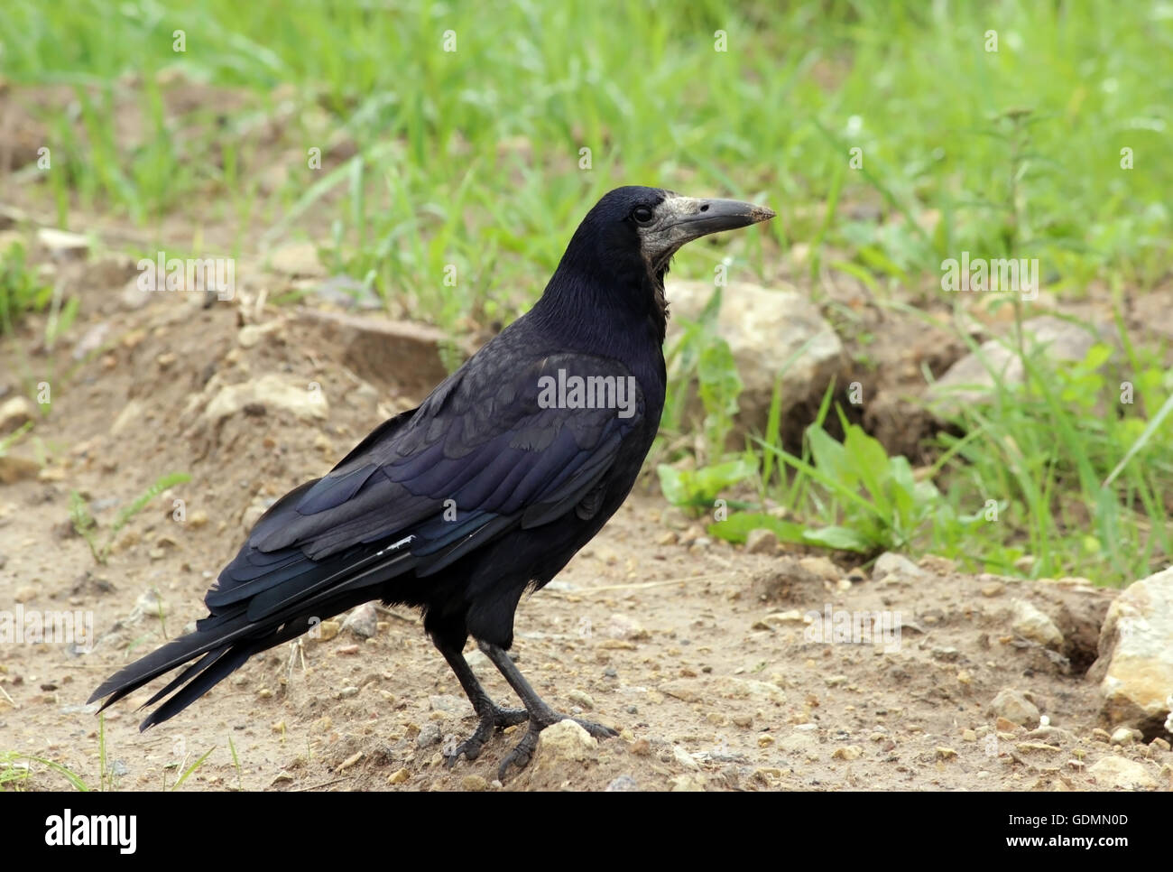 schwarzer Vogel Krähe Corvus Frugilegus ist auf dem Boden Stockfoto