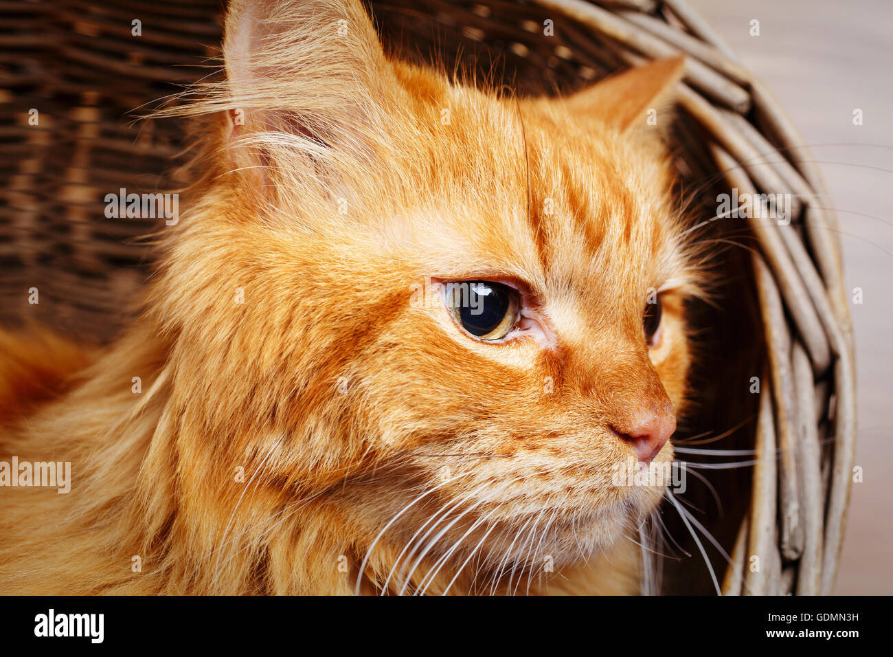 schöne rothaarige Raubkatze hautnah Stockfoto