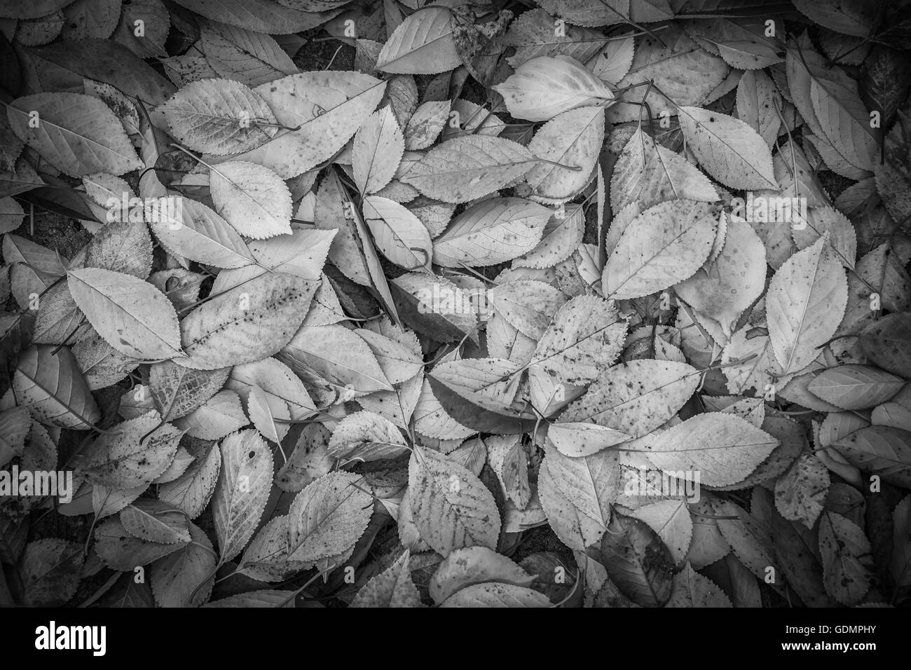 Herbst Herbstlaub Hintergrund. Vintage schwarz / weiß Stockfoto