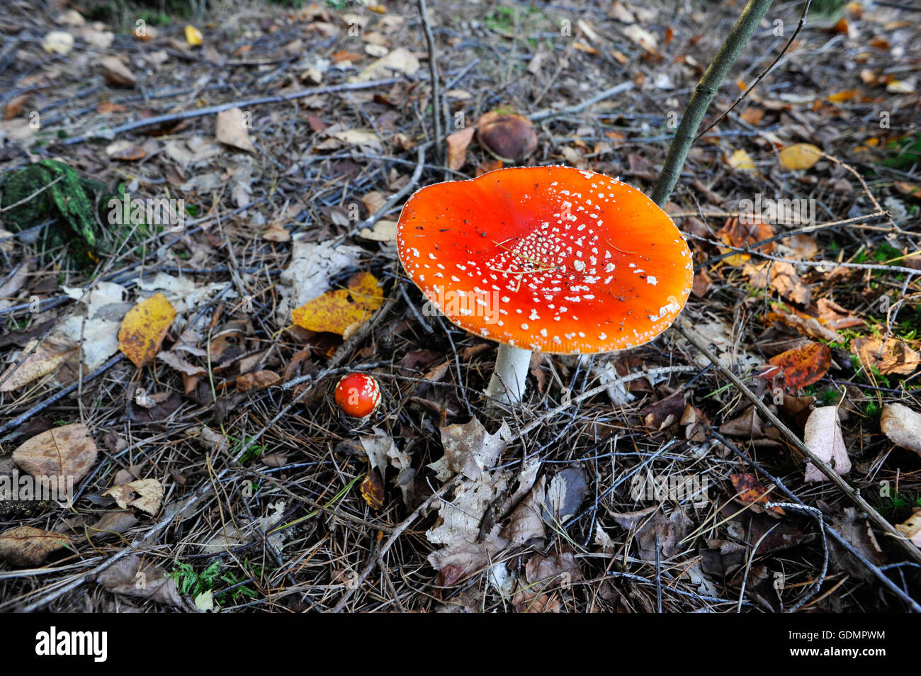 Giftige weiß getupft Pilz Nahaufnahme Foto nehmen im Herbst aus einem Wald in Niederlande Stockfoto