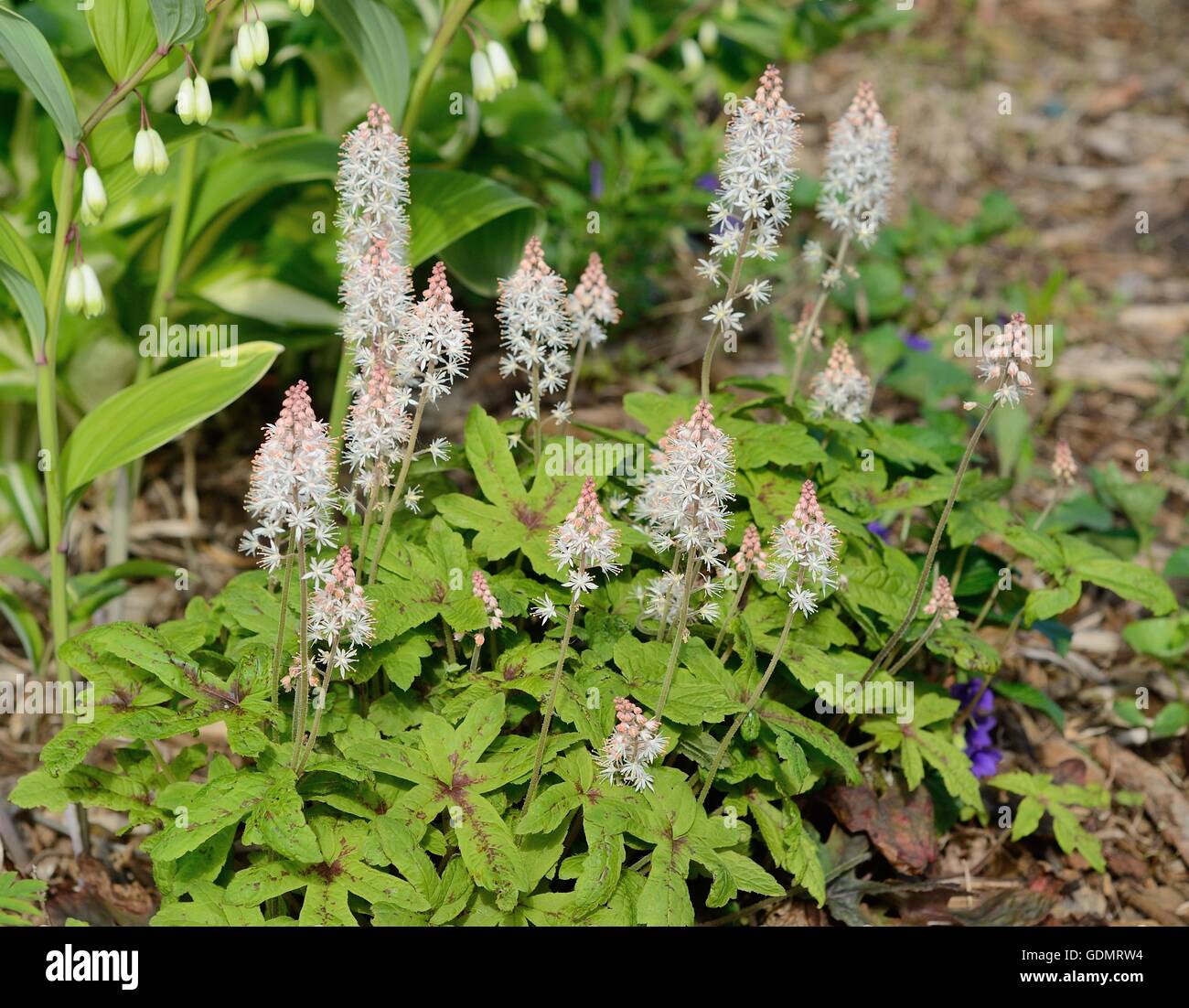 Foamflower (Tiarella) ist eine mehrjährige Blume, dass wächst in schattigen Bereichen Stockfoto