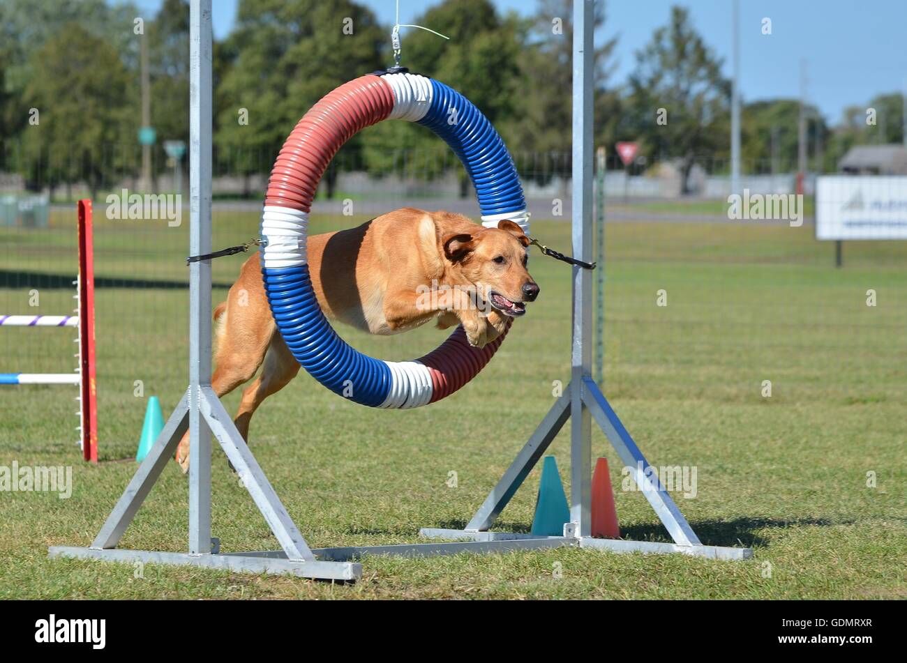 Gelber Labrador Retriever springen durch einen Reifen am Hund Agility Trial Stockfoto
