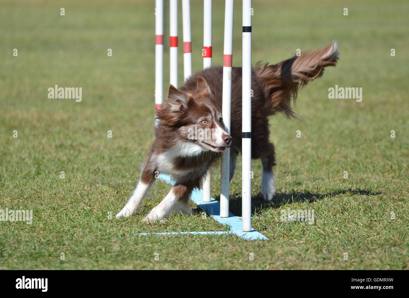 Border-Collie weben durch Pole an einem Hund Agility Trial Stockfoto