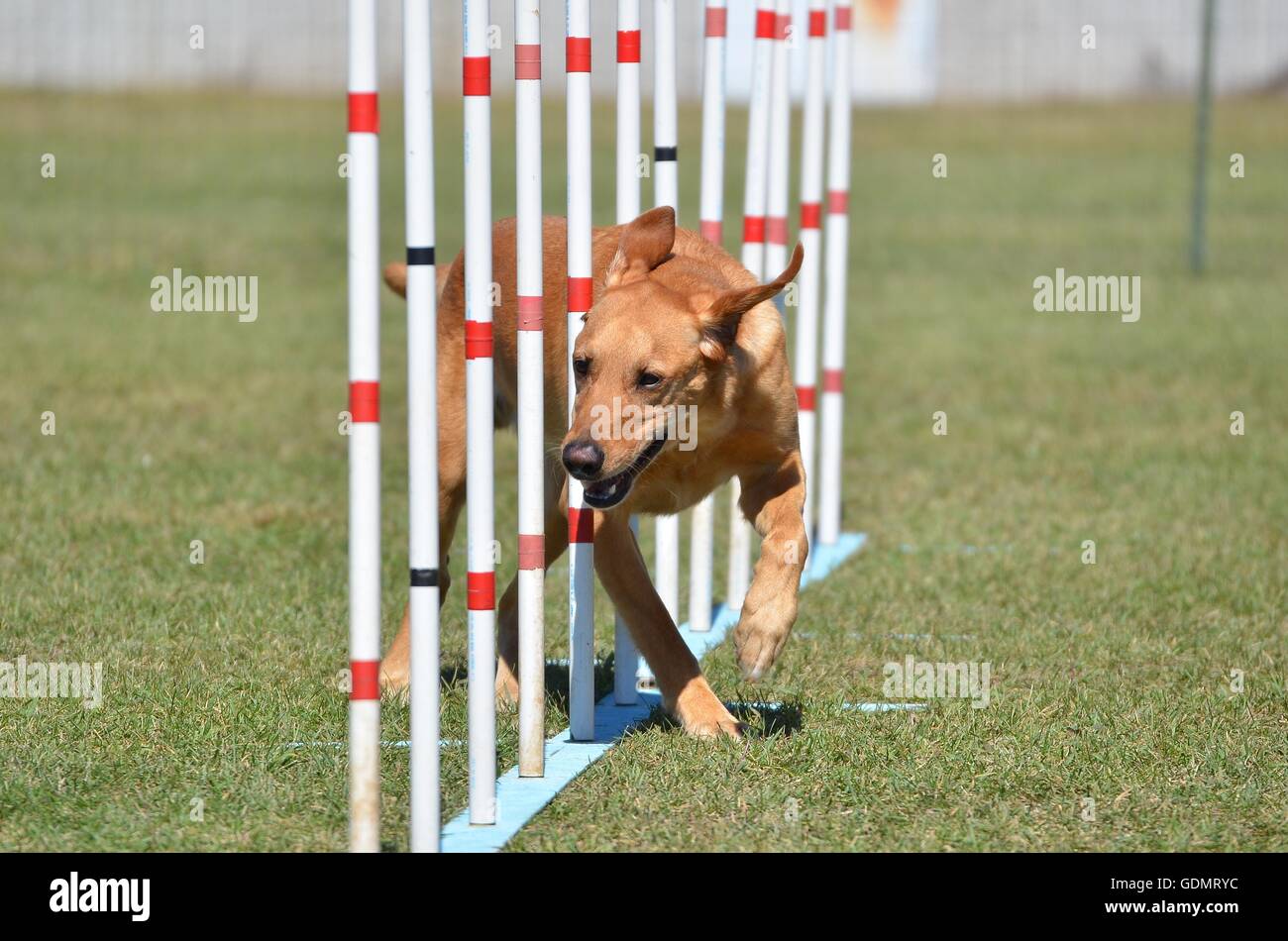 Gelber Labrador Retriever tun weben Pole Hund Agility Trial Stockfoto
