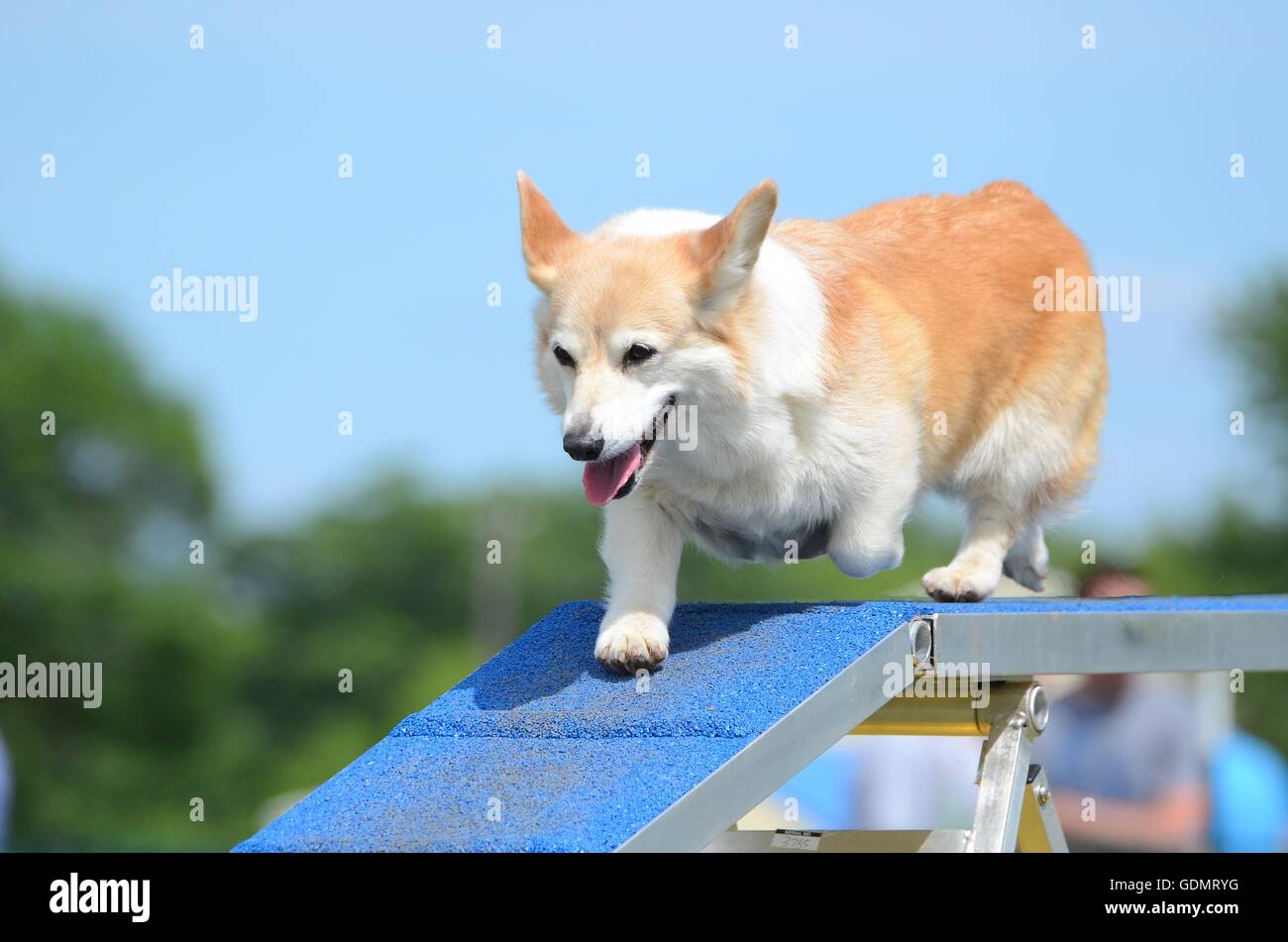 Pembroke Welch Corgi läuft auf einen Hund Spaziergang an einem Agility-Prozess Stockfoto