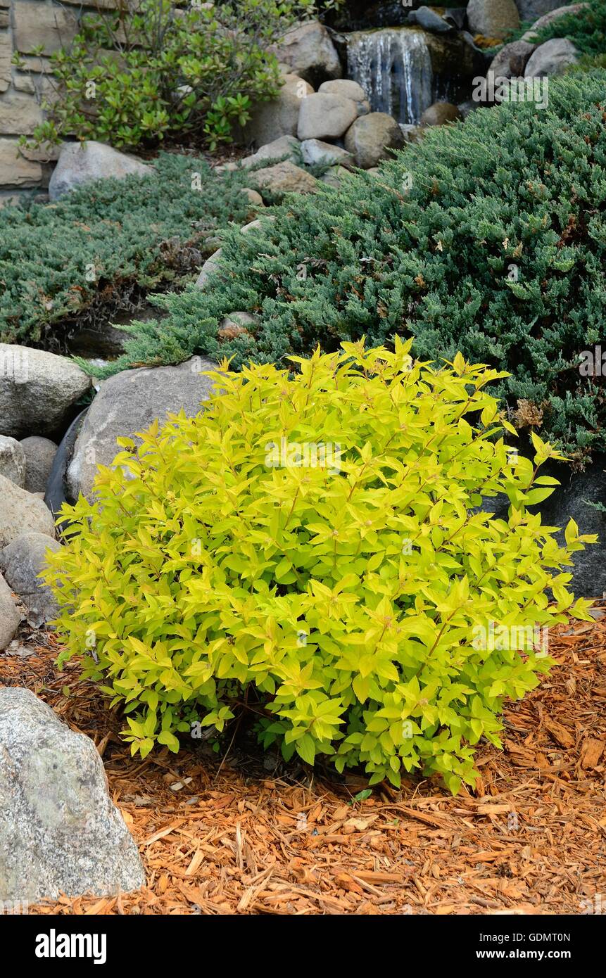 Goldene Hügel Spirea ist ein kompaktes, Mounded Strauch Stockfoto