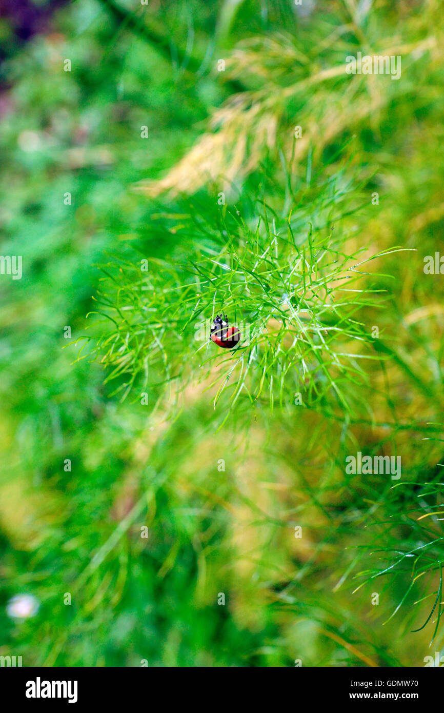 MARIENKÄFER (ROT / SCHWARZE FLECKEN) CLEARING BLATTLÄUSE VON FENCHEL. Stockfoto