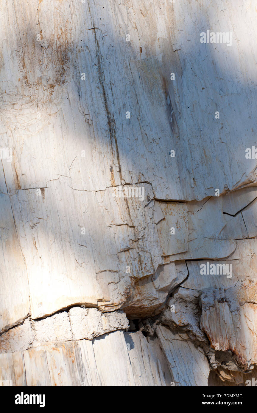 Versteinertes Holz Stockfoto