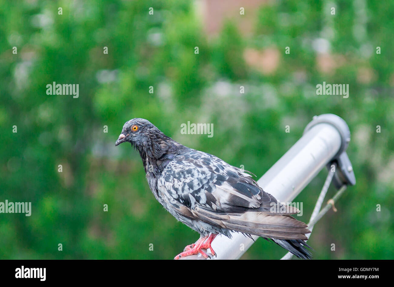 Taube thront auf einem Aluminium-Fahnenmast mit Bäumen im Hintergrund Stockfoto