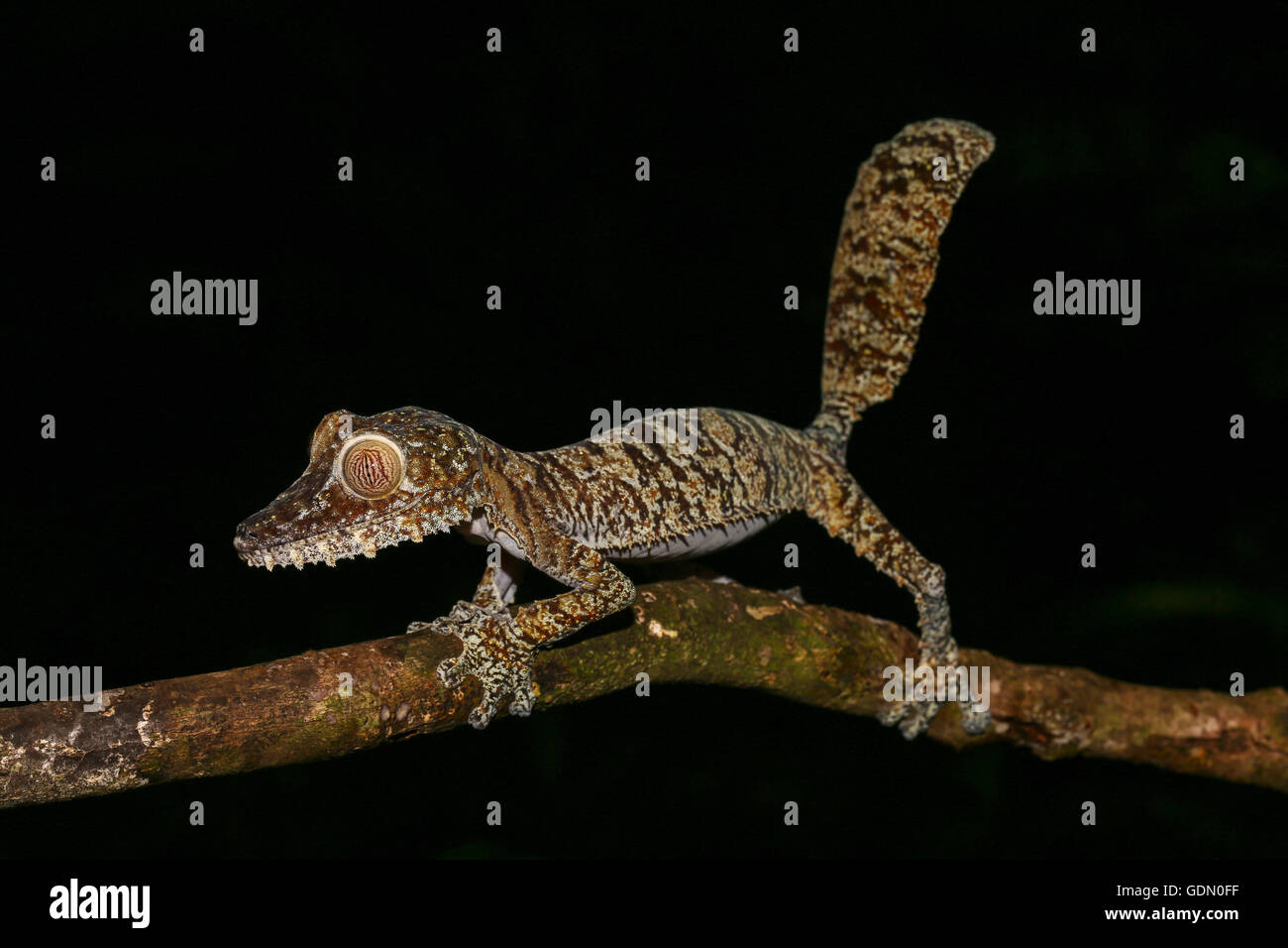 Wohnung-tailed Gecko (Uroplatus Fimbriatus) weiblich, zu Fuß auf den östlichen Zweig, Nosy Mangabe, Madagaskar, Madagaskar Stockfoto