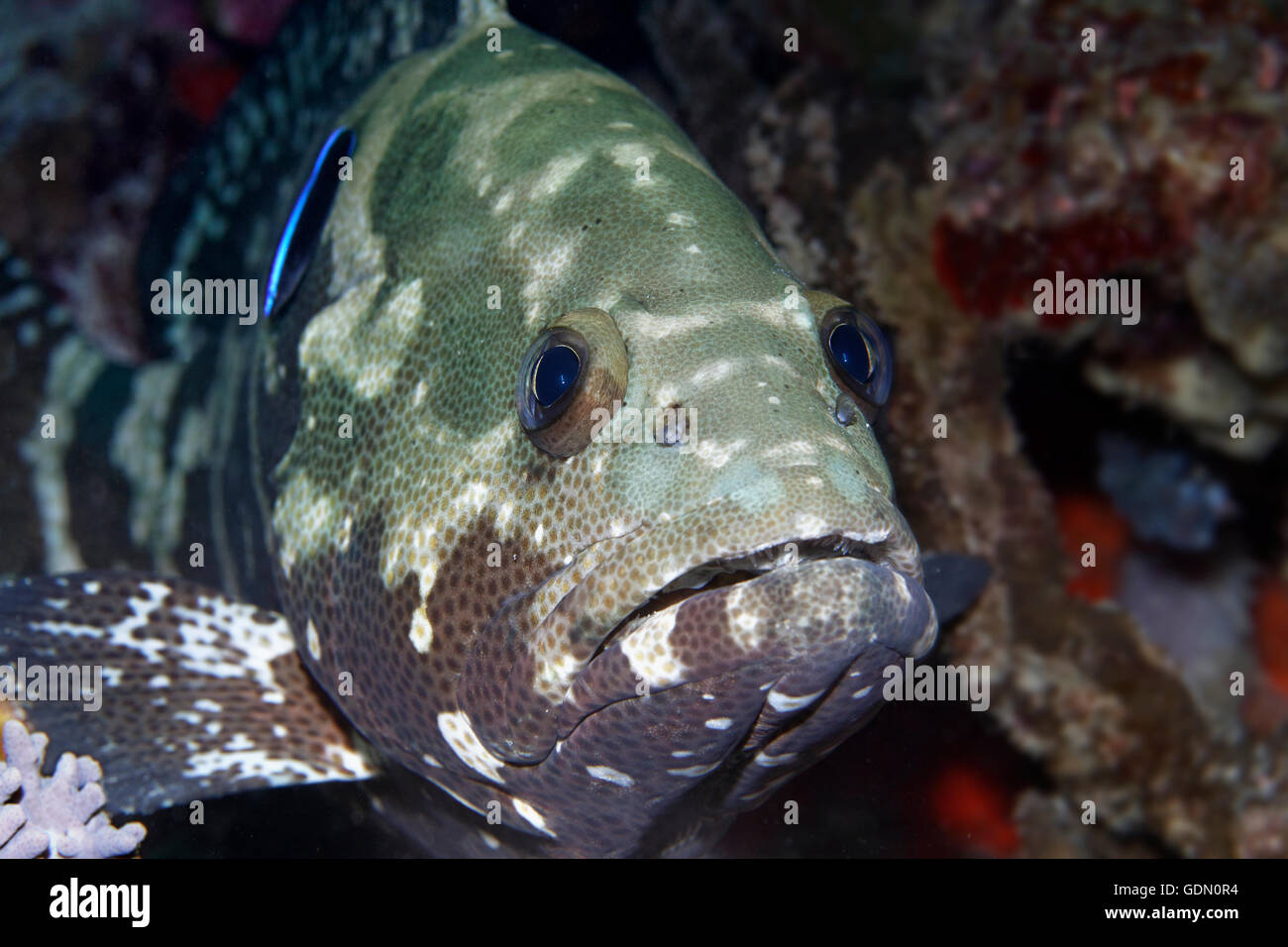 Indonesieren Archipel, Wakatobi Nationalpark, Bandasee, getarnten Zackenbarsch (Epinephelus Polyphekadion), Südost-Sulawesi Stockfoto