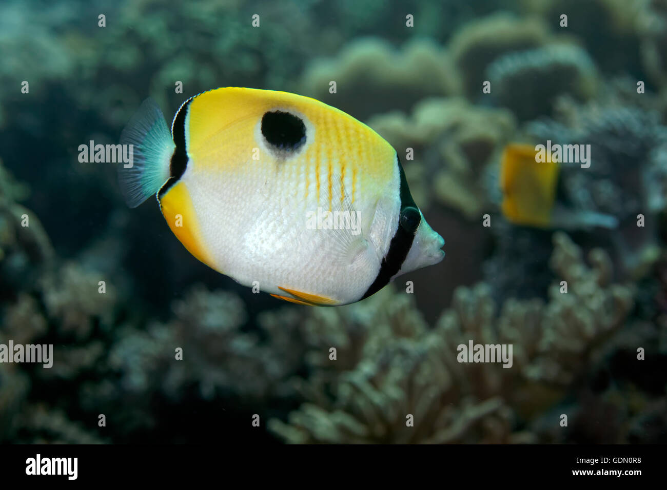 Teardrop Butterflyfish (Chaetodontidae Unimaculatus) schwimmen über Korallenriff, Indonesieren Archipel, Wakatobi Nationalpark Stockfoto
