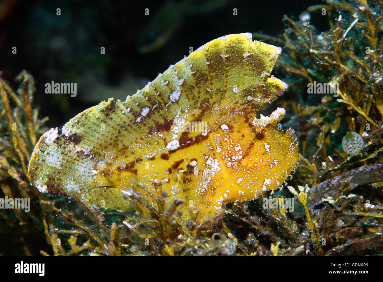 Paperfish (Taenianotus Triacanthus), gelb, Indonesieren Archipel, Wakatobi Nationalpark, Bandasee, Südost-Sulawesi Stockfoto
