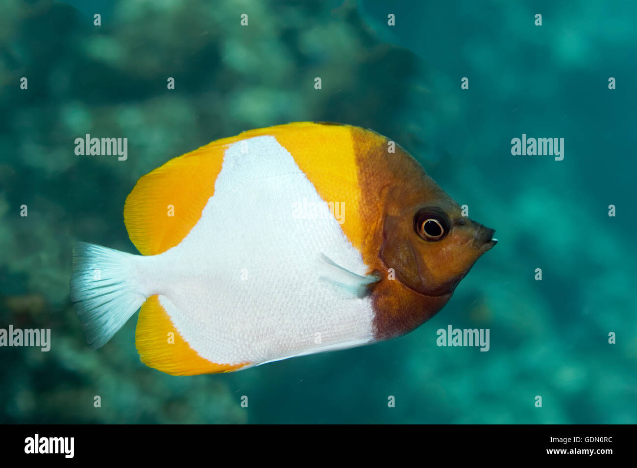 Gelbe Pyramide Butterflyfish (Hemitaurichthys Polylepis), Indonesieren Archipel, Wakatobi Nationalpark, Bandasee Stockfoto